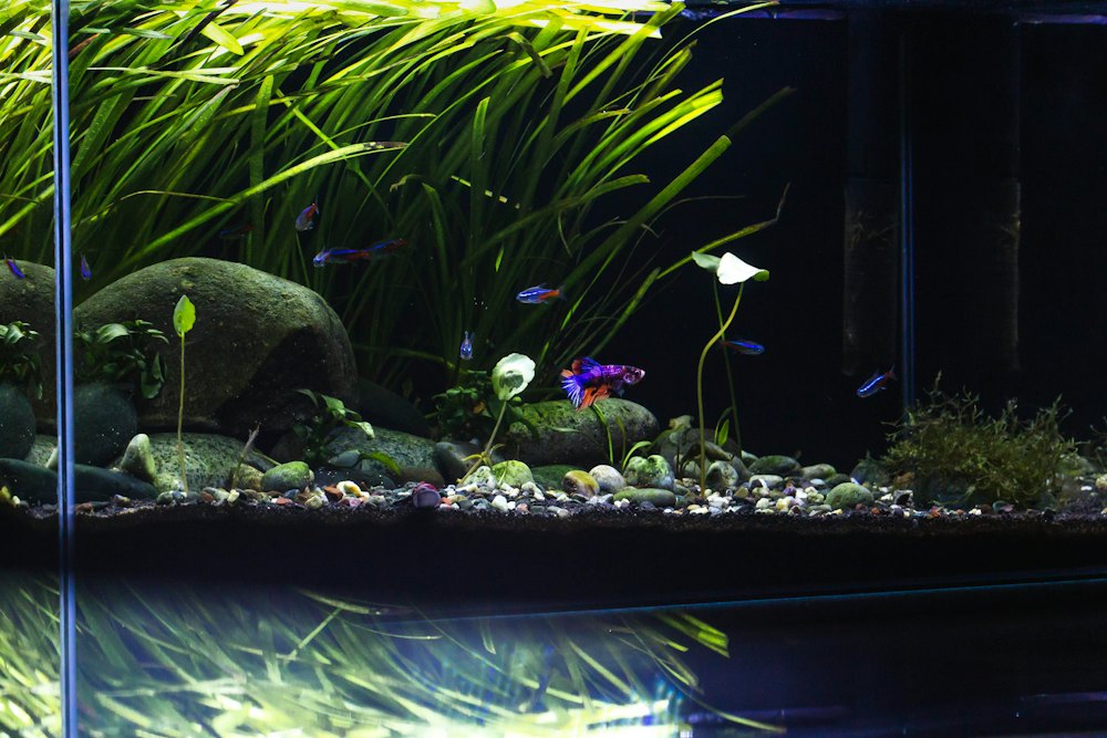 Aquário com pedras, cascalho e plantas, com um betta ao centro
