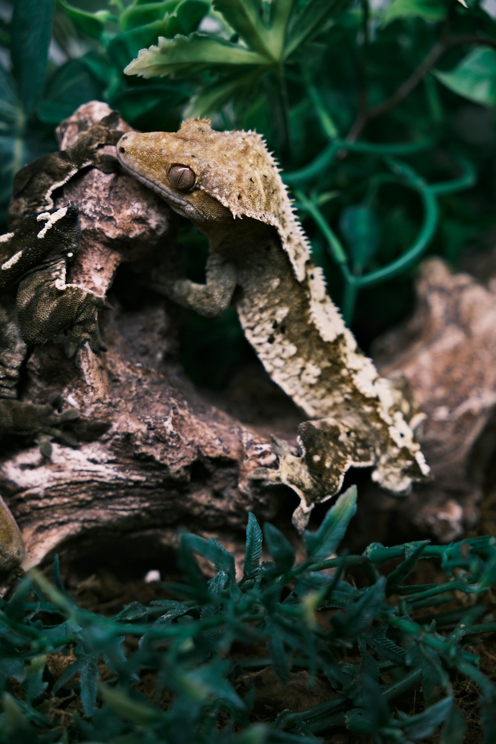 Gecko sobre um tronco entre plantas